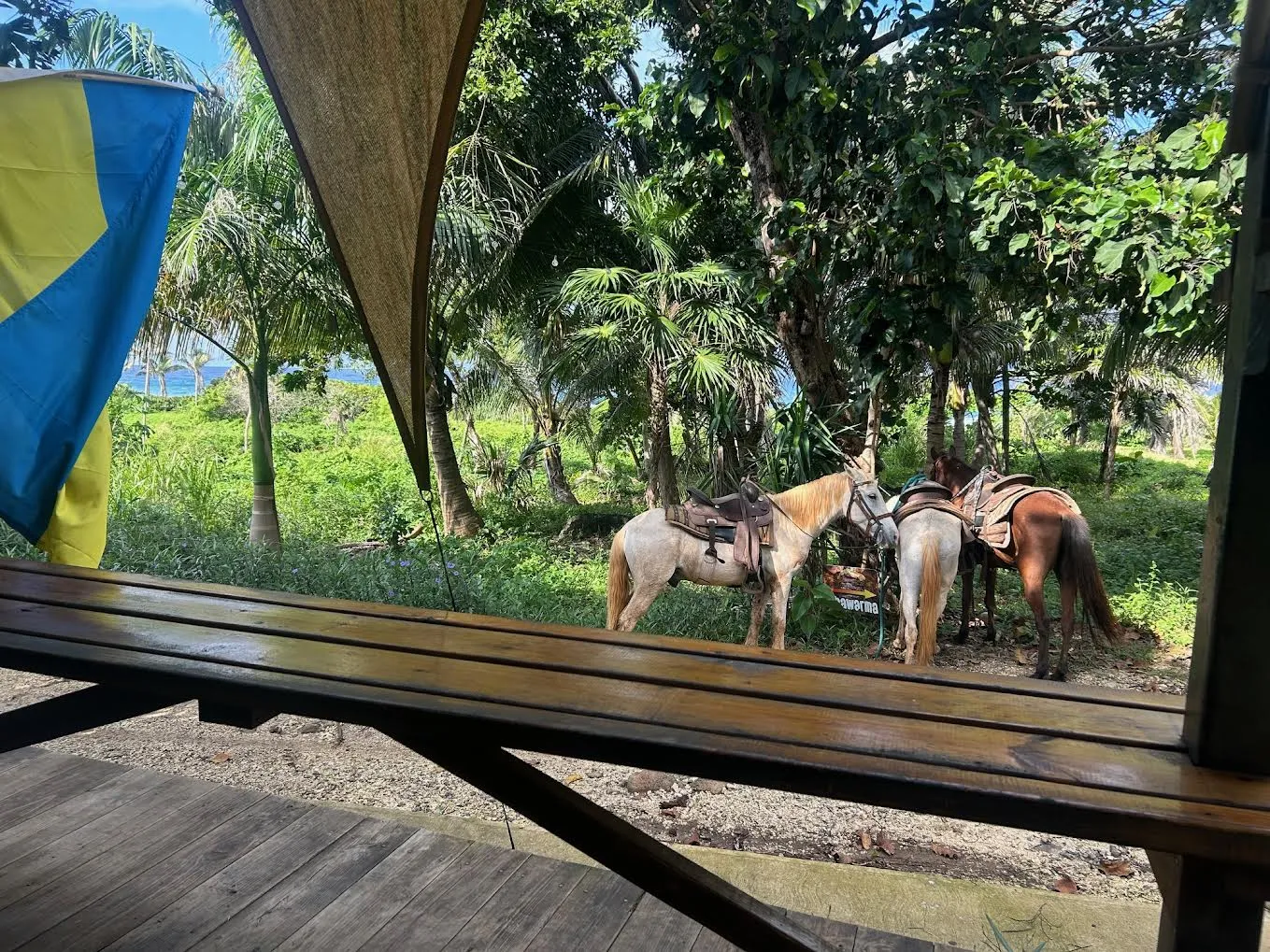 view from bar patio overlooking the ocean and horses
