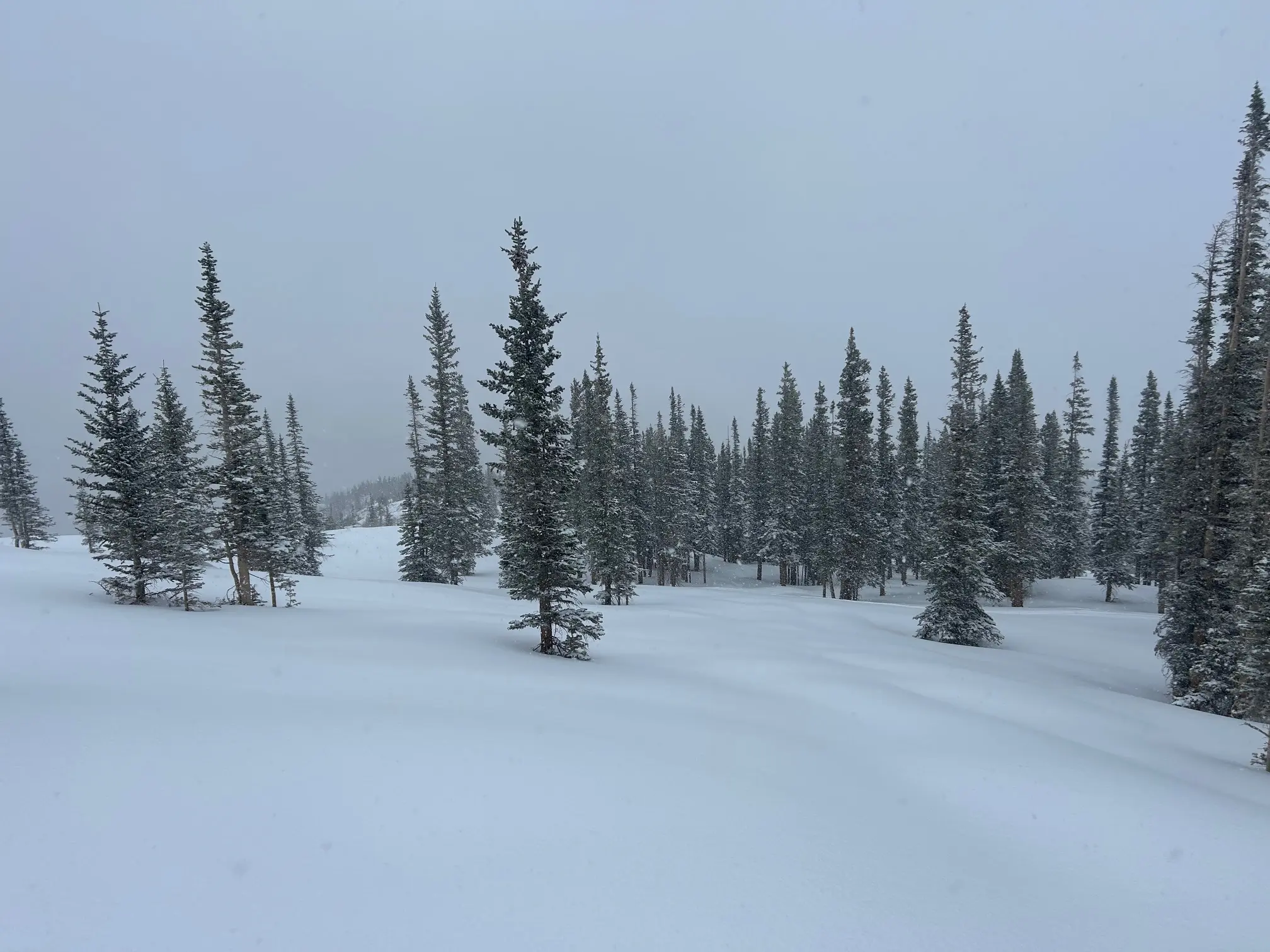 Large run with spaced trees with untouched powder