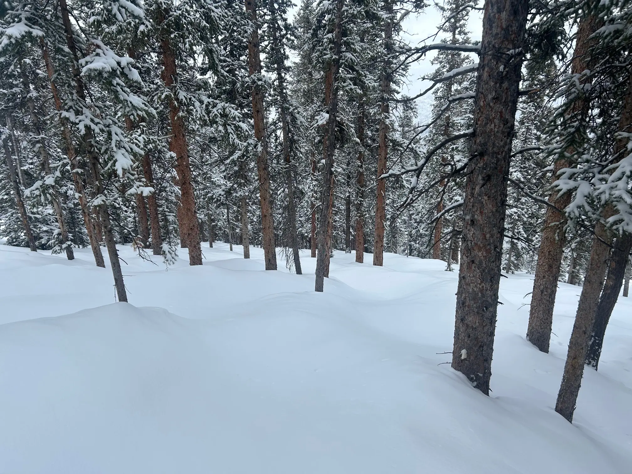 Deep powder technical tightly packed tree run