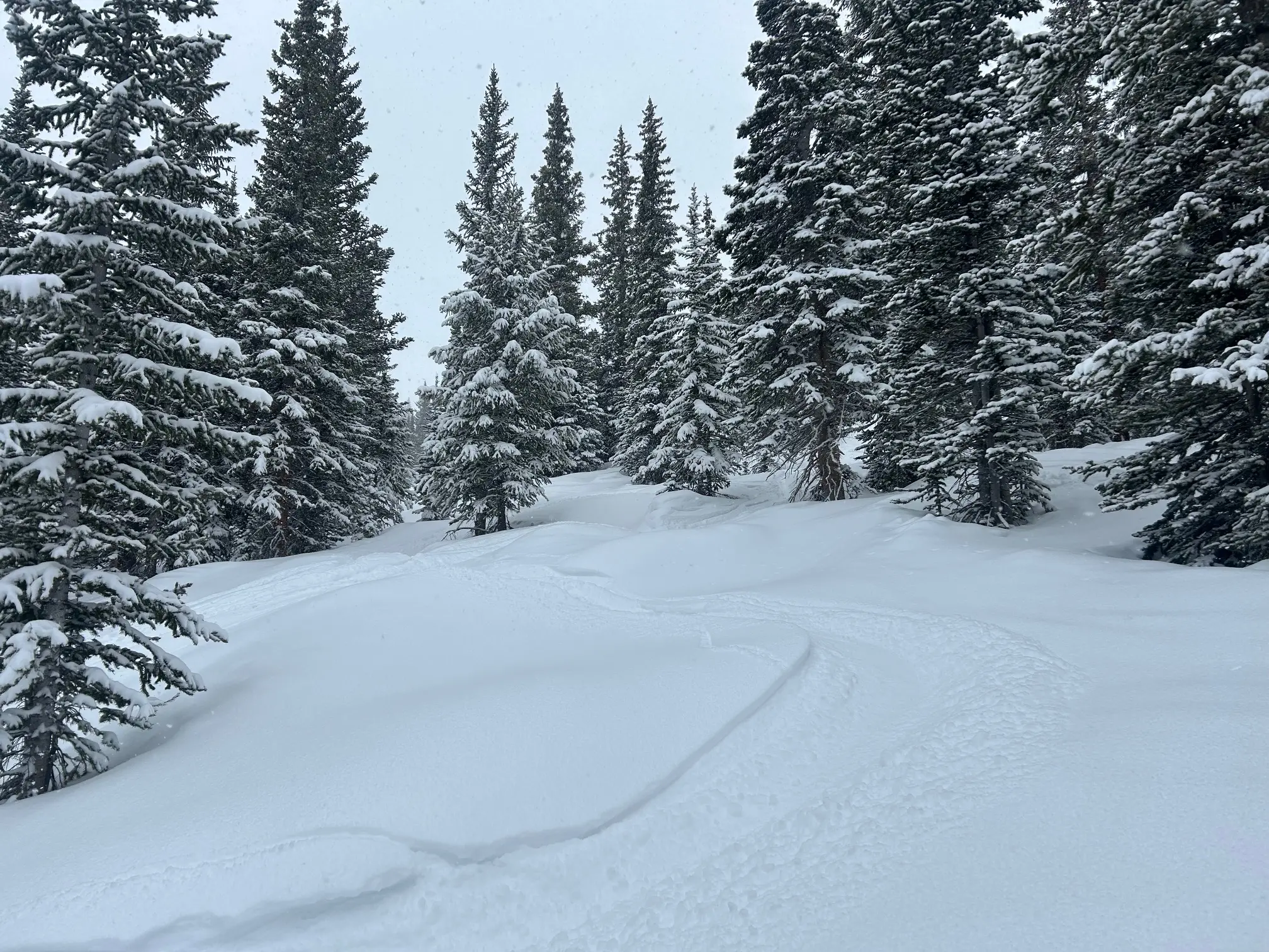 Looking up a tree run at my fresh powder track enjoying life